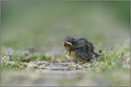 Jungvogel... Rotkehlchen *Erithacus rubecula*, noch nicht flügges Küken, Nestling