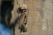 Bestimmungshilfe erwünschtl... Star *Sturnus vulgaris* mit Käferpuppen (?) im Schnabel