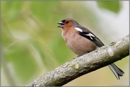 Reviergesang... Buchfink *Fringilla coelebs*, singendes Männchen im Prachtkleid, Sommerkleid