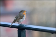 auf unserem Balkon... Rotkehlchen *Erithacus rubecula* lauthals singend