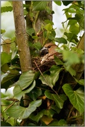 Mahlzeit... Kernbeißer *Coccothraustes coccothraustes*, brütendes Weibchen frisst Raupe