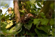 geduldig brütend... Kernbeißer *Coccothraustes coccothraustes*, Weibchen auf dem Nest