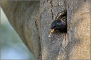 Nesthygiene... Star *Sturnus vulgaris* trägt Kotballen aus Bruthöhle