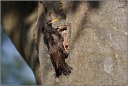 Vorsicht an der Nisthöhle... Star *Sturnus vulgaris* am Eingang zur Bruthöhle