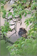 eingerahmt... Steinkauz *Athene noctua* zwischen den Blättern eines Birnbaums auf einer Streuobstwiese