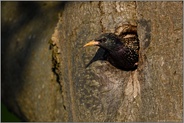 beim Verlassen der Nisthöhle... Star *Sturnus vulgaris* prüft, ob er sicher ausfliegen kann