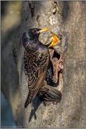 Heißhunger... Star *Sturnus vulgaris* füttert Jungvogel an der Bruthöhle