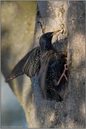 schwierige Landung... Star *Sturnus vulgaris* beim Anflug an der Bruthöhle