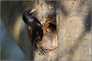 alt und jung... Star *Sturnus vulgaris*, Altvogel füttert Jungvogel am Eingang der Bruthöhle