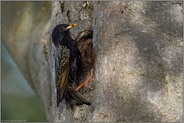 Nachmieter... Star *Sturnus vulgaris* an seiner Bruthöhle