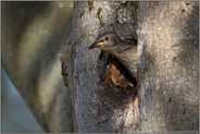 kurz vor dem ersten Ausflug... Star *Sturnus vulgaris*, junger Star schaut aus seiner Bruthöhle