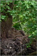 Temperaturausgleich... Europäischer Uhu *Bubo bubo*, hechelnde Jungvögel