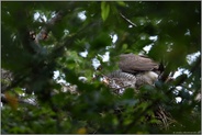 die Fütterung... Habicht *Accipiter gentilis* mit Nachwuchs