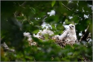 aufrecht im Nest stehend... Habicht *Accipiter gentilis*, Nestlinge, Jungvögel auf dem Horst
