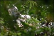 Flugmuskeltraining... Habicht *Accipiter gentilis*, Habichtküken, Nestling trainiert die Muskulatur