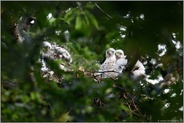 zu dritt... Habicht *Accipiter gentilis*, Habichtküken in ihrem versteckten Nest hoch oben in den Bäumen