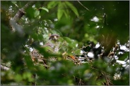 eindringlicher Blick... Habicht *Accipiter gentilis*, weiblicher Altvogel am Horst, Habichtaugen
