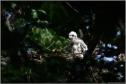 Dunenjunges in der Mauser... Habicht *Accipiter gentilis*, Jungvogel auf dem Nestrand