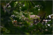 höchste Vorsicht... Habicht *Accipiter gentilis*, weiblicher Altvogel am Horst, äugt wachsam nach oben