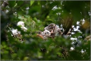 portionsweise... Habicht *Accipiter gentilis*, Habichtweibchen bei der Fütterung des Nachwuchses