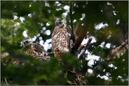 allmählich durchgemausert ... Habicht *Accipiter gentilis*, Habichtküken auf ihrem Horst in den Baumkronen, Mitte Juni