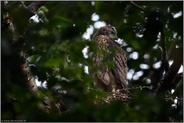 unfassbare Entwicklung... Habicht *Accipiter gentilis*, Habichtküken, Jungvogel mit letzten Dunenfedern, Augenverfärbung