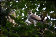 Fullhouse... Habicht *Accipiter gentilis*, Habichtweibchen gemeinsam mit Nachwuchs auf dem Horst