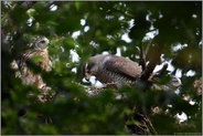 Familienleben... Habicht *Accipiter gentilis*, Habichtweibchen gemeinsam mit Nachwuchs auf dem Horst