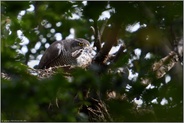 bittere Beobachtung... Habicht *Accipiter gentilis* schlägt Steinkauz