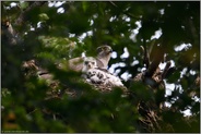 wohlbehütet... Habicht *Accipiter gentilis*, Altvogel wacht auf dem Horst über den Nachwuchs