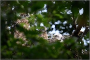 ein, zwei, drei... Habicht *Accipiter gentilis*, Jungvögel, Nestlinge auf ihrem Horst