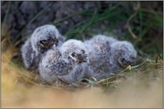 klein und hilflos... Steinkauz *Athene noctua*, Küken, Steinkauznestlinge, wenige Wochen alt