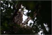 durch's Guckloch... Habicht *Accipiter gentilis*, junger Habicht, Rothabicht auf seinem Horst in den Baumkronen