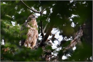 abwartend... Habicht *Accipiter gentilis*, Jungvögel, Nestlinge auf ihrem Horst