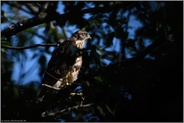 erstaunliche Fortschritte... Habicht *Accipiter gentilis*, Ästling im Spotlicht abseits vom Nest