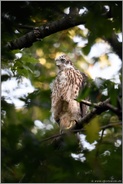 unterwegs in den Baumkronen... Habicht *Accipiter gentilis*, junger Habicht, Ästling, abseits vom Horst