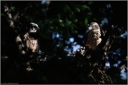 die beiden jüngeren... Habicht *Accipiter gentilis*, mausernde Jungvögel auf ihrem Horst in den Baumkronen