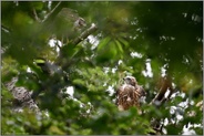 Geschwister... Habicht *Accipiter gentilis*, Jungvögel, Nestling schaut zum Ästling hoch