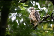 letzte Flaumfedern... Habicht *Accipiter gentilis*, Ästling kurz nach dem Verlassen des Horstes