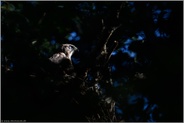 noch einmal zurück auf dem alten Horst... Habicht *Accipiter gentilis*, bereits flügger Jungvogel sitzt noch mal im Nest