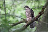 das Ziel im Auge... Habicht *Accipiter gentilis*, flügger Jungvogel beobachtet aufmerksam das Geschehen