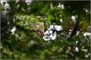 Blick zum Himmel... Habicht *Accipiter gentilis*, flügger Jungvogel auf dem verlassenen Habichthorst