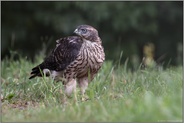 am Boden... Habicht *Accipiter gentilis*, flügger Jungvogel schaut sich um