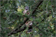 Schreihals... Habicht *Accipiter gentilis*, junger Habicht bettelt, um gefüttert zu werden