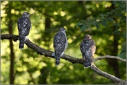 wie die Hühner auf der Stange... Habicht *Accipiter gentilis*, junge, noch unselbstständige Habichte