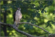 letzte Mauserfedern... Habicht *Accipiter gentilis*, junger Habicht, Ästling, Rothabicht im Wald