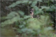 im Unterholz... Habicht *Accipiter gentilis* im Wald, Jungvogel am Boden