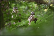 mitten im Wald... Habicht *Accipiter gentilis*,  zwei Jungvögel versteckt zwischen dem Laub und den Ästen der Bäume