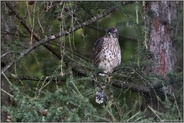 stiller Beobachter... Habicht *Accipiter gentilis*, diesjähriger Jungvogel, Rothabicht sitzt in einer Lärche