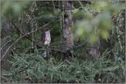 im Geäst einer Lärche... Habicht *Accipiter gentilis*,  flügger Jungvogel, Rothabicht